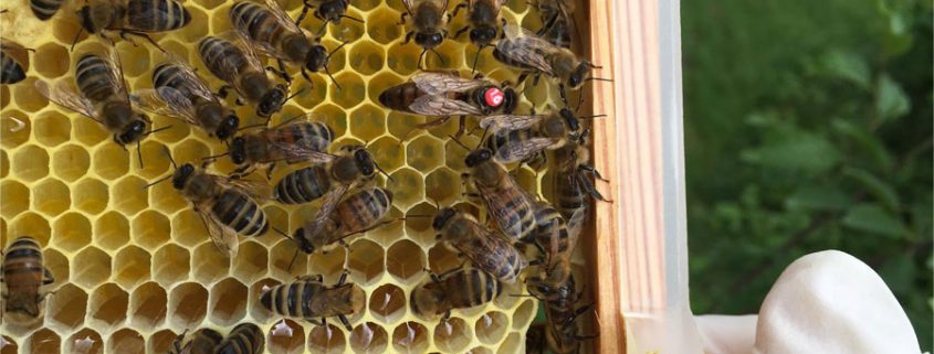 Bienen in Schildgen – Unsere Königin